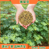 绿化猪屎豆 太阳麻种子 花坛造景 道路多年生护坡灌木种子1kg