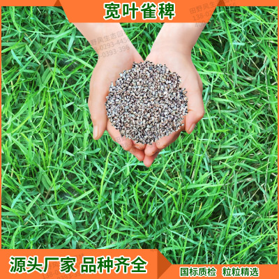 宽叶雀稗草坪种子 常用生态绿化修复护坡草种 速生复绿草坪草籽 1kg