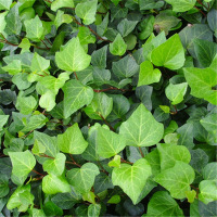 常春藤草籽 单位/斤