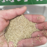 狗牙根草籽 单位/斤