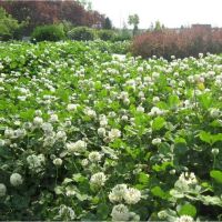 白三叶草籽 单位/斤