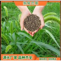 狗尾巴草草籽 单位/斤