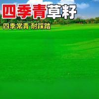 四季青草籽 单位/斤