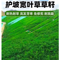 宽叶草草籽 单位/斤