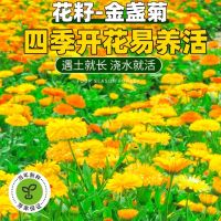 金盏菊草草籽 单位/斤