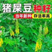 猪屎豆种子 单位/1kg