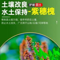 紫穗槐种子 单位/斤