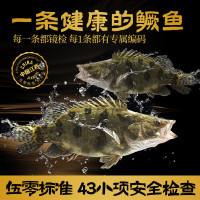 赣鳜伍零冰鲜鳜鱼刺身498型(500g*2条)