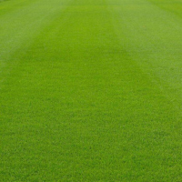 花友秀草坪种子 矮 生四季青混合草籽 耐寒耐践踏庭院工厂绿化工程草籽