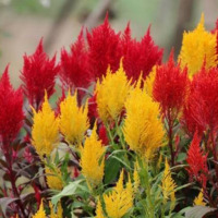 花友秀凤尾鸡冠花种子