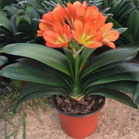 萌肉居君子兰盆栽