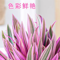 沭之美紫露兰盆栽