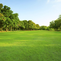 花友秀狗牙根种子脱壳500g