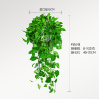 双盟绿萝盆栽160白2盆