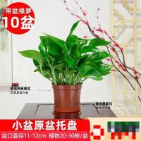 优合创佳绿萝盆栽绿植花卉 整高20cm岔口11CM 原盆+托盘 10盆