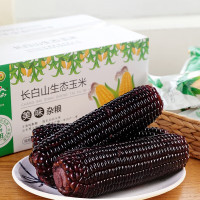 长白山 黑糯玉米(黑) 8穗