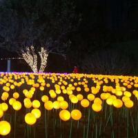 led发光芦苇圆球灯防水插地灯 景观灯户外亮化工程七彩圆球草坪灯 -直径6cm插电低压款20支一套备注颜色