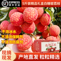 2025茂名高州新鲜现摘现发白糖罂荔枝5斤装果园品质清甜无渣顺丰冷链空运（广东省外收货地址）