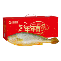 星龙港 1000g 鲜活捕捞大黄鱼礼盒 1条