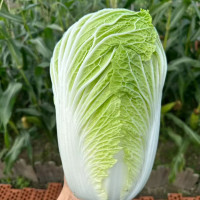 大白菜 袋装500g