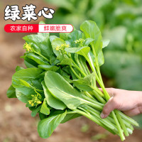 菜心 袋装500g