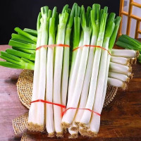 葱 捆装袋装500g