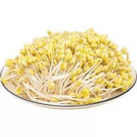 黄豆芽 袋装500g