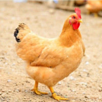 小母鸡 袋装500g