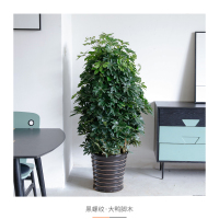 爱优尚 鸭脚木 1.3-1.5米 含钻石盆 绿植 (计价单位:盆)