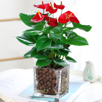 花行榜 红掌 原盆 绿植 (计价单位:盆)