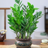 京云梦 金钱树 30-40cm 含条纹盆 绿植 (计价单位:盆)