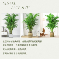 临雅 散尾葵 1.6-1.8米 含钻石树脂盆 绿植 (计价单位:盆)