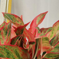 萌肉居 万年红 含加仑盆+拖 绿植 (计价单位:盆)