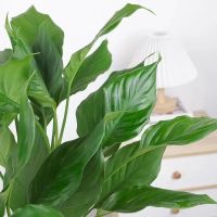 沭之美 万年青 35CM 含塑料加仑盆 绿植 (计价单位:盆)