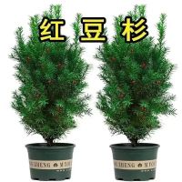 淘舞 红豆杉 70-80cm 2棵 一公一母 不含盆 绿植 (计价单位:组)