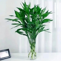 通沭创意自动旋转喷雾水培绿植园艺种植机智能定时浇水植物养分棒健康家居装饰通沭 富贵竹 70厘米*10根 含玻璃瓶 绿植