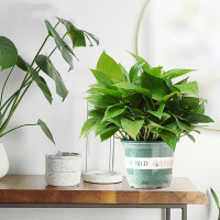 樱霞 绿萝15D 含盆 绿植 (计价单位:盆)