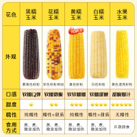 十月稻田 白甜糯玉米 8根 4.16斤 东北鲜黏玉米棒 低脂早餐苞米 杂粮礼盒_