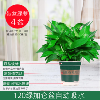 绿萝盆栽 除甲醛花卉绿植办公室新房净化空气110竖纹盆 8盆