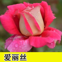 蔷薇月季花苗植物盆栽