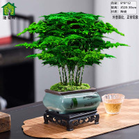 高端盆景精品文竹盆栽室内小叶赤楠客厅 精品文竹+冰釉浅绿盆+圆底托+苔 整体高度20-30cm