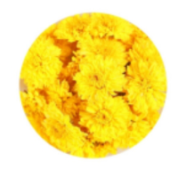 金丝菊花 85g/罐 1罐