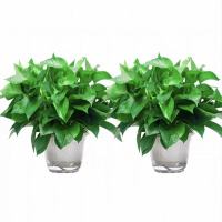 绿萝盆栽植物 净化空气绿植 1盆