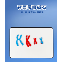 减数分裂中染色体变化模型组件 高中生物有丝分裂教学DNA同源染色体--磁贴款 1套