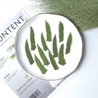 金星蕨干花1000片(1套)