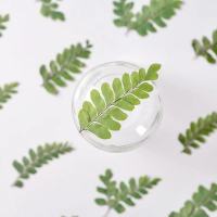 扇叶铁线蕨干花1000片(1套)