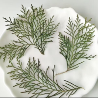 柏树叶干花1000片(1套)