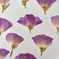 月见草干花1000片 (1套)