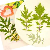 艾叶干花1000片(1套)