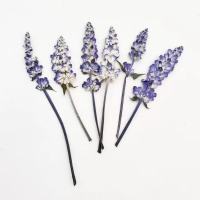 鼠尾草干花1000片(1套)